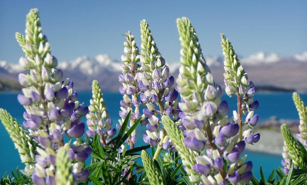 September Spring Nz Spring In New Zealand! | MDIS Blog