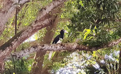 oriental pied hornbills