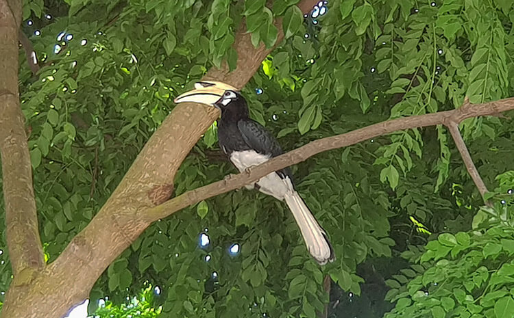 hornbills