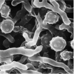 Stunning Known For Its Micro image