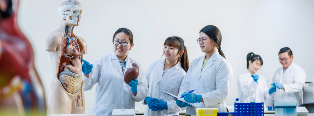 A group of students from MDIS school of life sciences analysing the human with an anatomical model in the science lab.
